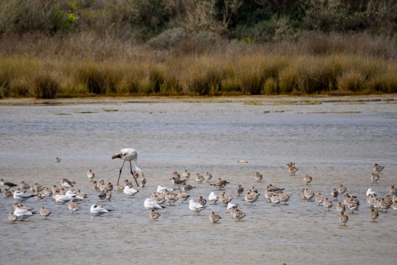 Ria Formosa Park